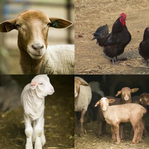 River Valley Farm