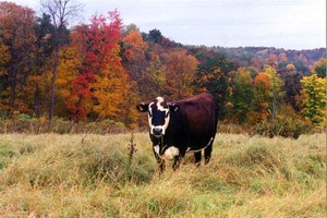 Husker Hollow Farm