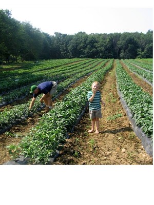 Stillman's Greenhouses & Farm Stand