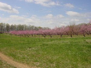 Moutoux Orchard
