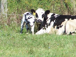 Hill High Dairy LLC