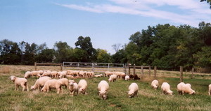 CreekSide Sheep and Wool