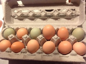 The Chicken Run