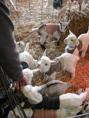 Goat Lady Dairy