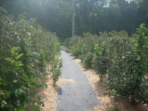 Busy Bee Farm