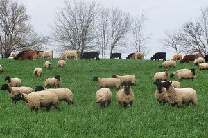 Royer Farm Fresh Beef, Pork & Lamb