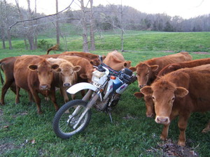 RP Cattle