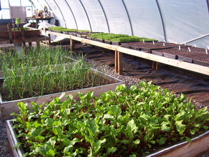 Star Hollow Farm