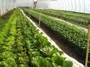 Groundswell Greens