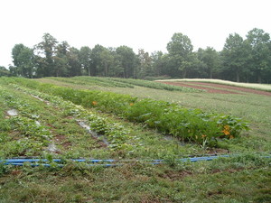 Five Penny Farm