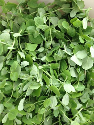 Dicot Farm