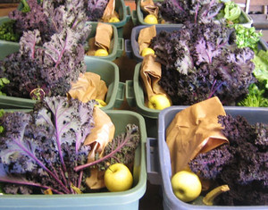 Tastebud Farm