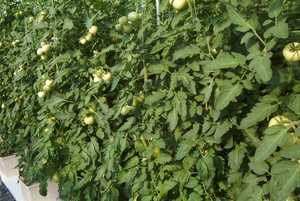 Willow Pond Hydroponics LLC