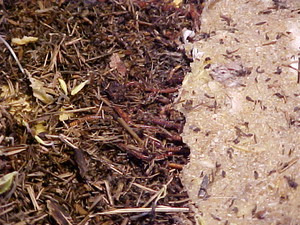 Worm Wranglers