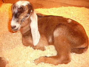 Bush Meadow Farm, LLC