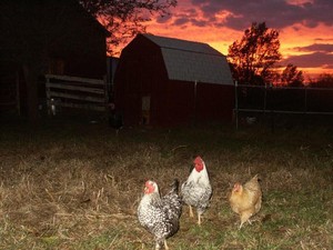 CriKat Farms