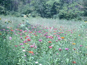 Jupazza/Vitale Cooperative Farm
