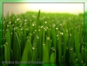 Spiral Sprouts of Houston