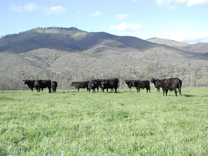 Yale Creek Ranch