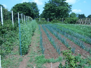 J&J Farm