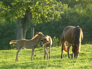 Kokovoko Breeding Farm