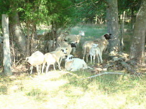 Ault's Family Farm