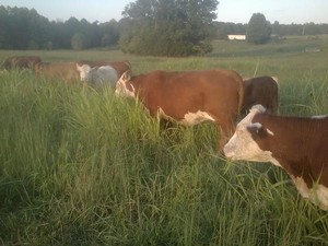 New Eden Farm