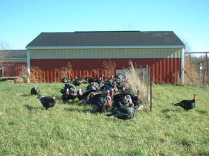 Topsy Turvy Acres