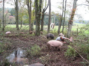 Twin Brook Farms