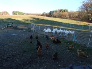 Breathing Space Farm