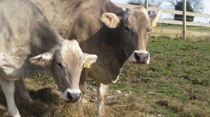 Havenwood Farms