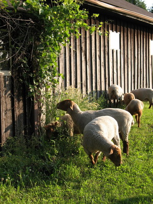 Red Rope Farm