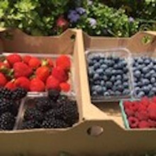 Agriberry Annapolis CSA
