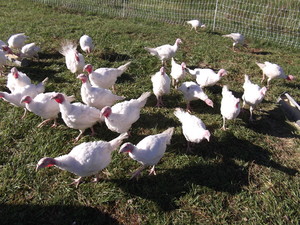 Horsefeather Farm