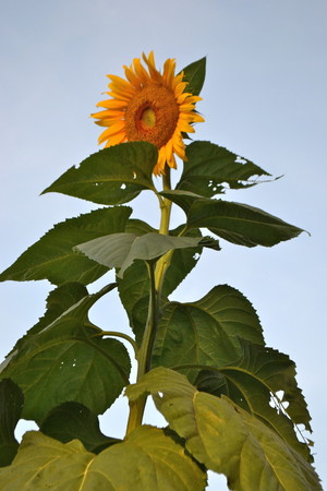 Let It Grow Farm