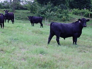 Green Mountain Beef