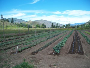 The King's Garden