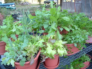 Shelton Herb Farm