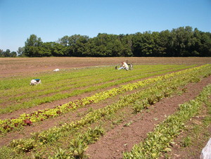 Whetham Organic Farm