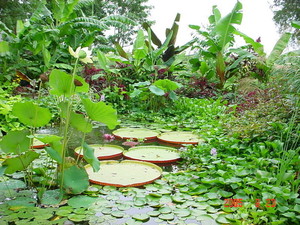 Northern Tropics Greenhouse