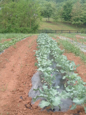 Barracks Road Farm Market