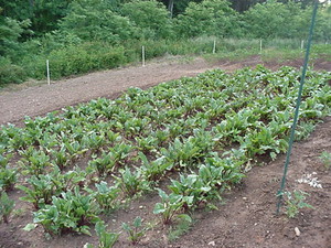 The Berry Farm