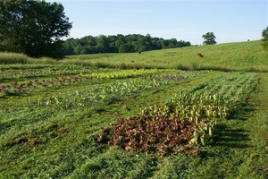 Athens Locally Grown