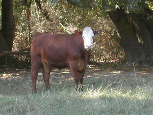 Ninety Farms
