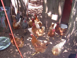 Kingdom Acres