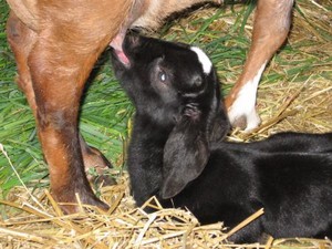 Black Creek Farm