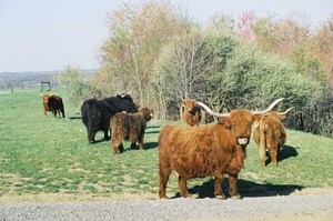 Buckeye Highlands