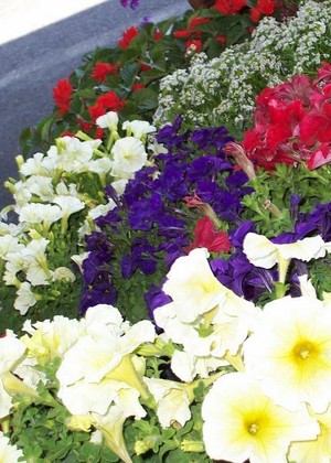 Mount Joy Farmers Market