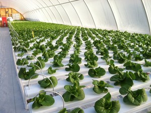Grundy Greens Farm