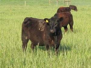 Crooked Gate Ranch LLC